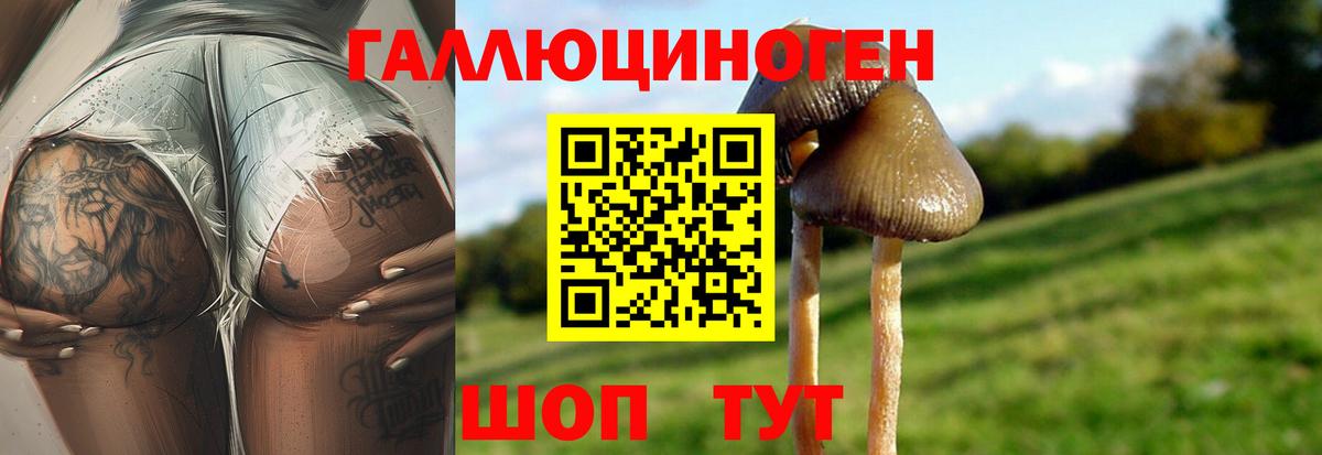 Псилоцибиновые грибы Psilocybe  Псилоцибиновые грибы Psilocybine cubensis  Новосибирск 